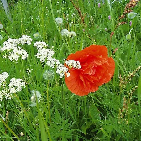 Апартаменты In Hornberg Near Triberg Falls Niederwasser