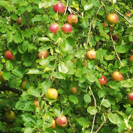Apartamento In Hornberg Near Triberg Falls