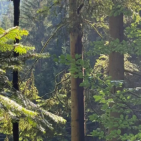 In Hornberg Near Triberg Falls * Niederwasser